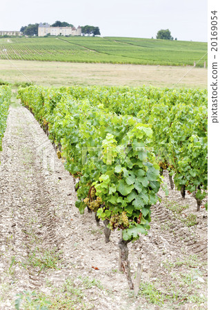 vineyard and Chateau d'Yquem, Sauternes, France vineyard and Chateau d'Yquem, Sauternes, France 20169054