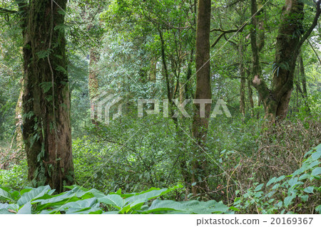 green jungle with tree rainforest green jungle with tree rainforest 20169367