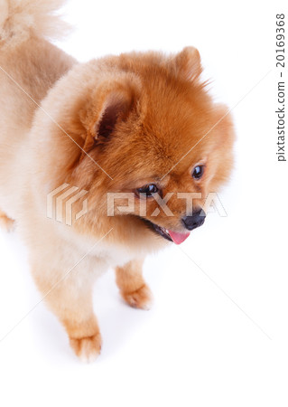 pomeranian dog brown short hair pomeranian dog brown short hair 20169368