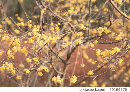 Lobai flower 20169376