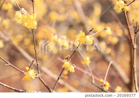 Lobai flower 20169377