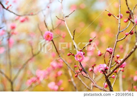 Ume flower Ume flower 20169561