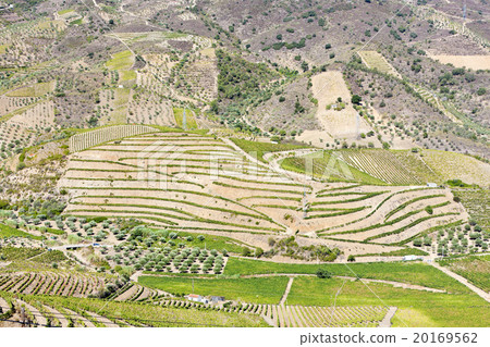 vineyars in Douro Valley, Portugal 20169562