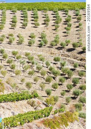 vineyard and olive trees, Douro Valley, Portugal vineyard and olive trees, Douro Valley, Portugal 20169564