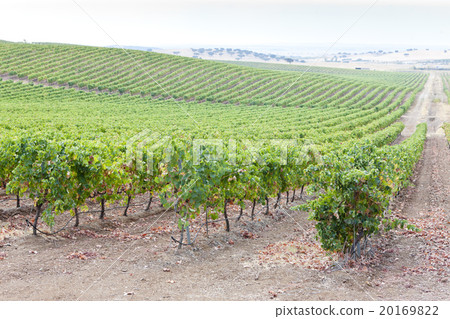 vineyars in Alentejo, Portugal vineyars in Alentejo, Portugal 20169822