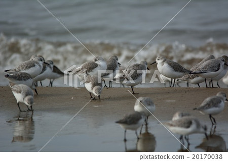 Flock of tounen Flock of tounen 20170038