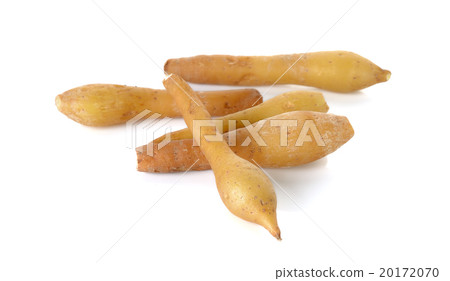 Fingerroot isolated on the white background 20172070