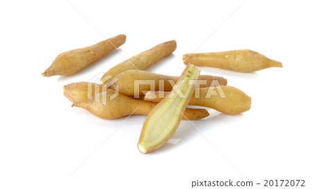 Fingerroot isolated on the white background 20172072