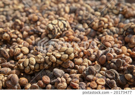 Asian palm civet Luwak feces with coffee beans Asian palm civet Luwak feces with coffee beans 20173477