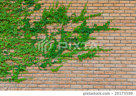 Creeping plant on red brick wall 20173599