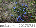 Flowers blooming in the field 20173784