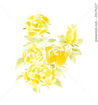 Yellow rose 20174227