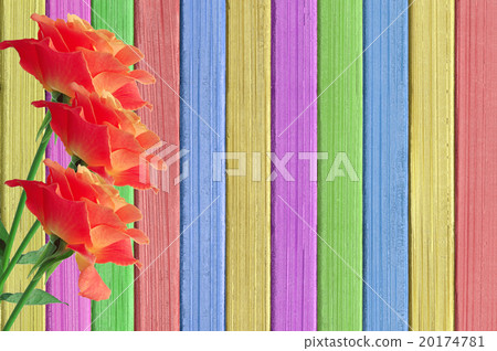 Pink roses on painted color wooden texture Pink roses on painted color wooden texture 20174781