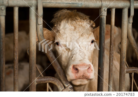 white cow in a cowshed white cow in a cowshed 20174783
