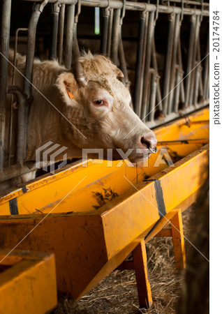 white cow in a cowshed white cow in a cowshed 20174784