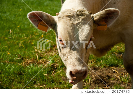 white cow in a field 20174785