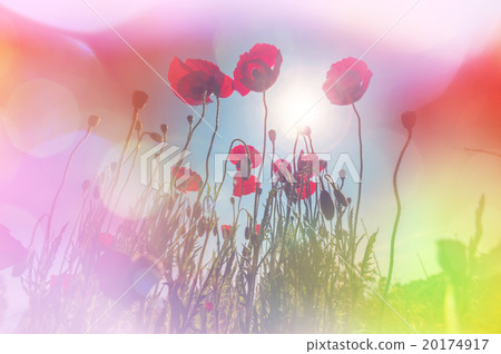 Poppy Poppy 20174917