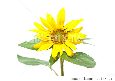 sunflower on white background 20175094