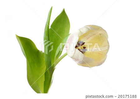 White tulip flower White tulip flower 20175188