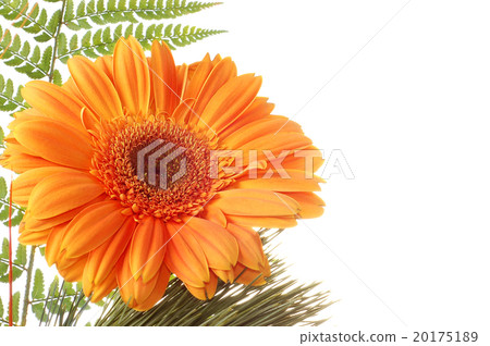 Flower Gerbera Flower Gerbera 20175189