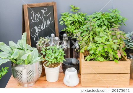 green plants and vegetable with garden tools 20175641