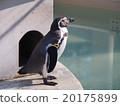 洪堡企鵝（井之頭動物園） 20175899