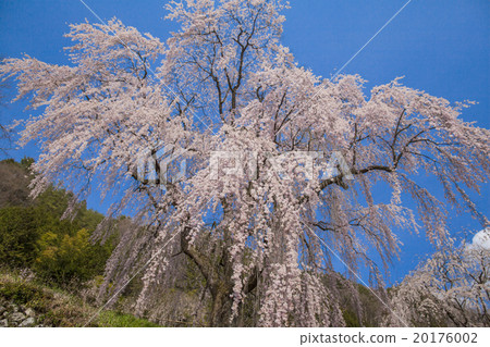  Cherry blossoms and blue sky 20176002