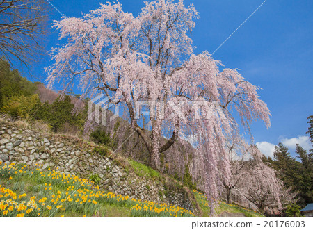  Cherry blossoms and blue sky 20176003