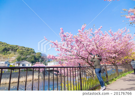 Kawazu cherry blossoms cherry blossoms early in bloom Izu Shizuoka Sakura cherry blossoms image material copy space background material characters 20176766