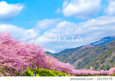 Kawazu cherry blossoms cherry blossoms early in bloom Izu Shizuoka Sakura cherry blossoms image material copy space background material characters 20176770