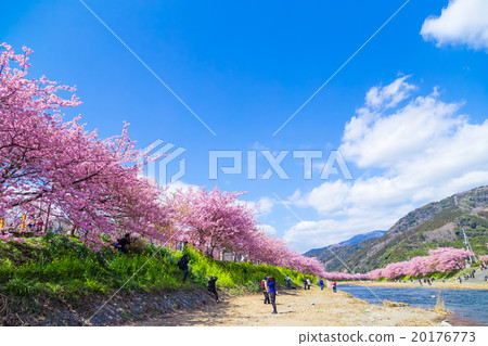 河津櫻花盛開的櫻花伊豆靜岡櫻花櫻花圖像素材複製空間背景素材人物 20176773