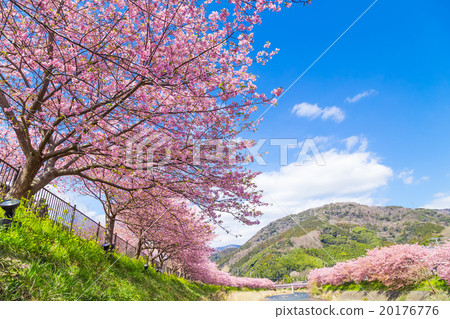 河津櫻花盛開的櫻花伊豆靜岡櫻花櫻花圖像素材複製空間背景素材人物 20176776