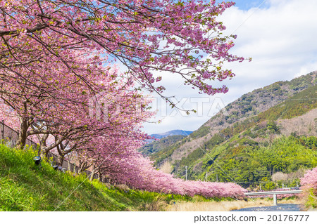 河津櫻花盛開的櫻花伊豆靜岡櫻花櫻花圖像素材複製空間背景素材人物 20176777