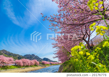 Kawazu cherry blossoms cherry blossoms early in bloom Izu Shizuoka rape blossoms Sakura image material copy space background material text 20176778