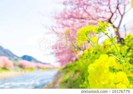 河津櫻花盛開的櫻花伊豆靜岡油菜花櫻花圖像素材複製空間背景素材文本 20176779