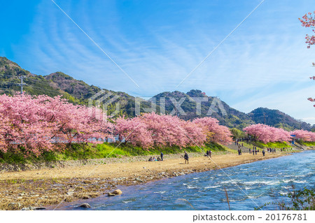 河津櫻花盛開的櫻花伊豆靜岡櫻花櫻花圖像素材複製空間背景素材人物 20176781