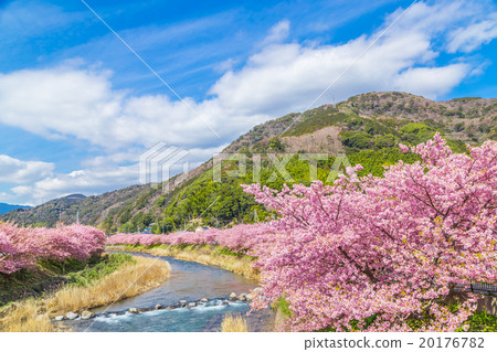 河津櫻花盛開的櫻花伊豆靜岡櫻花櫻花圖像素材複製空間背景素材人物 20176782