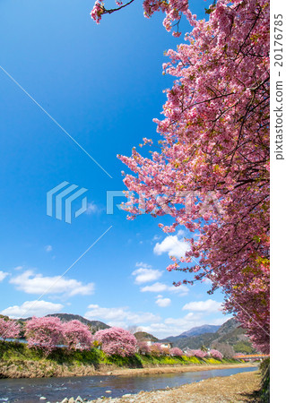 Kawazu cherry blossoms cherry blossoms early in bloom Izu Shizuoka Sakura cherry blossoms image material copy space background material characters Kawazu cherry blossoms cherry blossoms early in bloom Izu Shizuoka Sakura cherry blossoms image material copy space background material characters 20176785