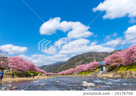 Kawazu cherry blossoms cherry blossoms early in bloom Izu Shizuoka Sakura cherry blossoms image material copy space background material characters Kawazu cherry blossoms cherry blossoms early in bloom Izu Shizuoka Sakura cherry blossoms image material copy space background material characters 20176789
