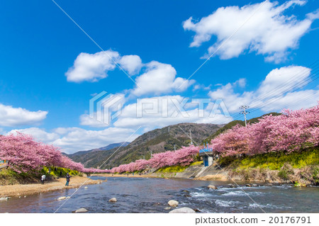 Kawazu cherry blossoms cherry blossoms early in bloom Izu Shizuoka Sakura cherry blossoms image material copy space background material characters Kawazu cherry blossoms cherry blossoms early in bloom Izu Shizuoka Sakura cherry blossoms image material copy space background material characters 20176791