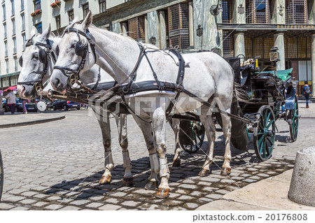 Traditional coach (Fiaker) Traditional coach (Fiaker) 20176808