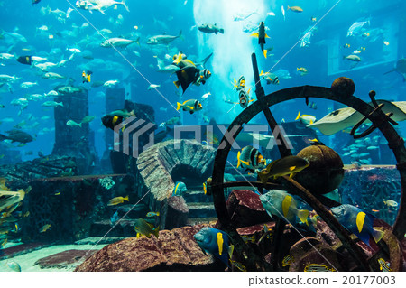 Aquarium tropical fish on a coral reef Aquarium tropical fish on a coral reef 20177003