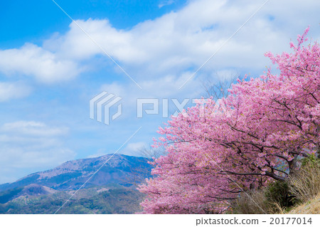 Kawazu cherry blossoms cherry blossoms early in bloom Izu Shizuoka Sakura cherry blossoms image material copy space background material characters Kawazu cherry blossoms cherry blossoms early in bloom Izu Shizuoka Sakura cherry blossoms image material copy space background material characters 20177014