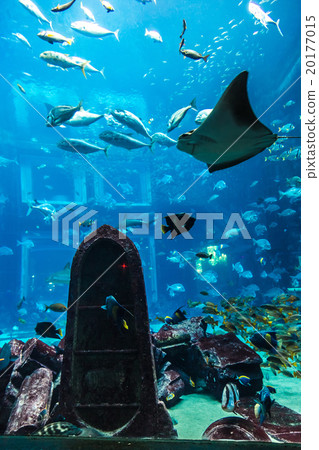 Aquarium tropical fish on a coral reef 20177015