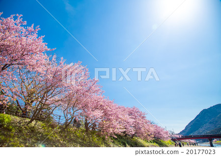 Kawazu cherry blossoms cherry blossoms early in bloom Izu Shizuoka Sakura cherry blossoms image material copy space background material characters 20177023