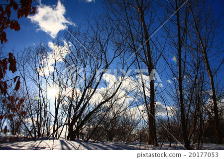 Winter morning sun Winter morning sun 20177053