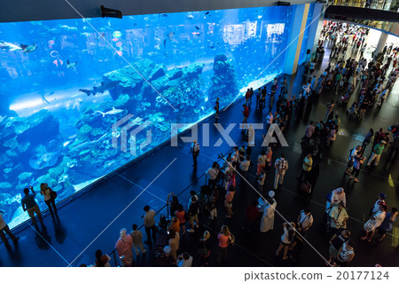 Largest aquarium of the world in Dubai Mall 20177124