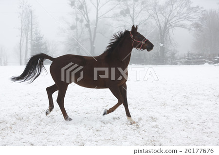 Horse running in winter 20177676