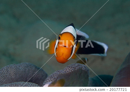 Touaka Anemonefish Touaka Anemonefish 20177721
