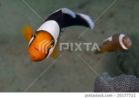 Touaka Anemonefish Touaka Anemonefish 20177722